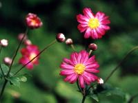 hana9-9.jpg